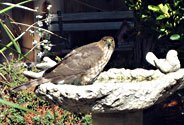 Photo: Hawk at Feeder.