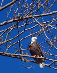 Photo: Eagle in a Tree.