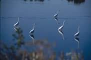 Great Egret Photo by Larry Turner