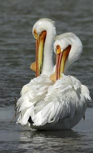 Pelican pair.