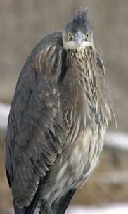 Photo: Great Blue Heron.