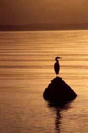 Sunset Egret 